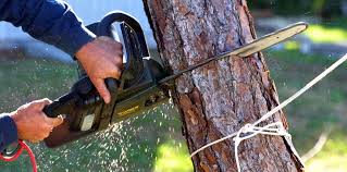 Best Tree Maintenance Programs  in Shenandoah, PA