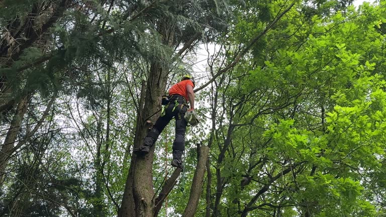 Best Stump Grinding and Removal  in Shenandoah, PA