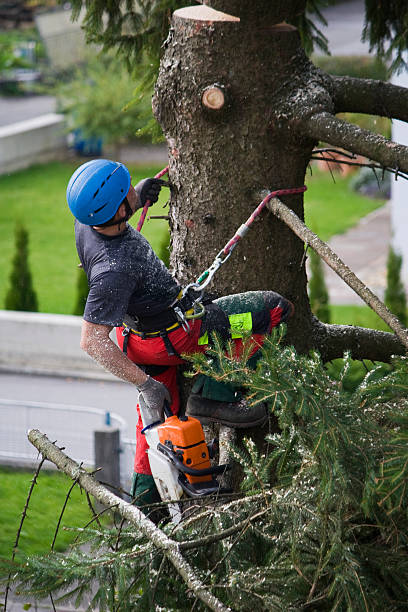 Professional Tree Services in Shenandoah, PA