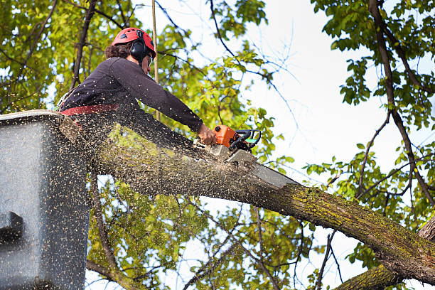 Best Weed Control  in Shenandoah, PA