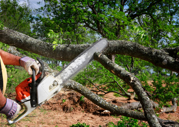 Best Utility Line Clearance  in Shenandoah, PA